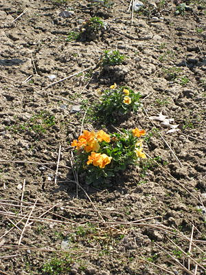 pansy unmulched